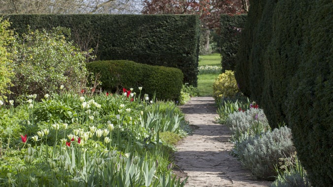 A border of spring tulips and greenery leads into the distance alongside a slightly winding stone path. There are box hedges in the background with a gap leading to a lawn beyond. The sun is shining.